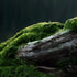 Timoo Fake Moss for Plants, Artificial Green Moss for Flower Plant Garden Lawn Crafts Wedding Decoration