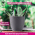 Gardenix Decor 7'' Self Watering planters for Indoor Plants - Flower Pot with Water Level Indicator for Plants, Grow Tracking Tool - Self Watering Planter Plant Pot-Coco Coir - Gray 1 Pack