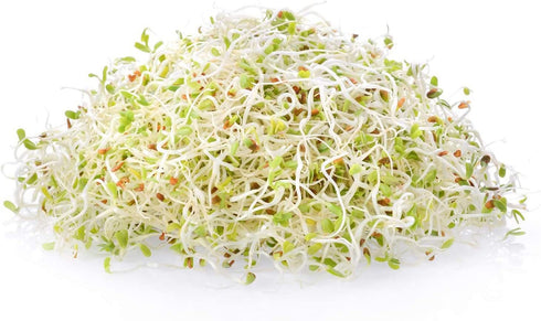 Certified Organic Alfalfa Sprouting / Sprout Seeds - Seed For Sprouts - 16 Oz