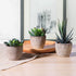 OUNONA 3pcs Faux Succulents/Artificial Cactus/Simulation Cacti Potted Plants Home Bonsai Decor Garden Greenery