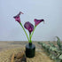 ZGPEPEXIA 15 Pcs Real Touch Calla Lily Artificial Flowers Wedding Bridal Bouquet Home Décor Party (Dark Plum Purple)