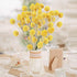 Uieke 30Pcs Natural Dried Flowers Craspedia Billy Balls Flowers Billy Buttons Floral Bouquet for Flower Arrangements Wedding Home Tall Vase Decor Yellow
