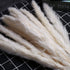 TOPHOOD 60 Pcs Dried Pampas Grass Decor -19inch Natural Pompas Floral/ Pompous for Flower Arrangements Wedding Home Decor(15 White & 15 Brown Grass& 30 Reed