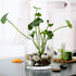 Kingrol Clear Acrylic Cylinder Vase Flowers, Break Resistant Vase Decorative Centerpiece for Home Decor Wedding Party Flowers Centerpieces