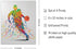 Rainbow Basketball Wall Art Decor - Set of 4 (8x10) Unframed Poster Prints