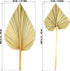Natural Dried Palm Leaves Real Palm Spears Boho Dried Leaves Decor Tropical Palm Leaves Decoration Artificial Plants Palm Leaves Wedding Home Decor for Wedding Anniversary Home Decor (6 Pieces)