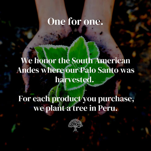Palo Santo Incense Sticks, Sustainably Harvested in 1989 in Peru, 30 Sticks, 30 Minutes Burning Time, 15g, 100% Natural Wood Ingredients - No Perfume, No Additives, No Oils