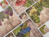 Pimpernel Tuscan Vineyard Collection Coasters - Set of 6