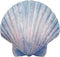 World of Wonders - Ocean Harmony Series - Captiva - Elegant Scallop Seashell Wall Sculpture Hand-Painted Easy Mount Beach House Shabby Chic Sea Life Marine Nautical Home Decor Accent, 8.5-inch