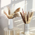 lulute Pampas Grass-Natural Pampas Grass Decor-Pompous Grass 17.9" Tall-Dried Pampas Grass for Boho Decor-Fluffy pompous Floral for Pampas Grass vase-Natural Bouquet of Dried Flowers and Grasses