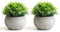 THE BLOOM TIMES 2 Pcs Fake Plants for Bathroom/Home Office Decor, Small Artificial Faux Greenery for House Decorations (Potted Plants)