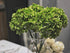High Details Hydrangea Silk Flowers (About 225 Petals Each Flower), Artificial Hydrangea Flowers, Green Silk Hydrangea Flowers Pack of 4 (Green)