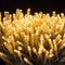 LED String Lights Outdoor, Elegear Long Strand 328FT 500 LEDs Valentine String Lights, Waterproof 8 Modes Indoor Outdoor Decorative String Lights for Parties Wedding Valentine's Decoration, Warm White