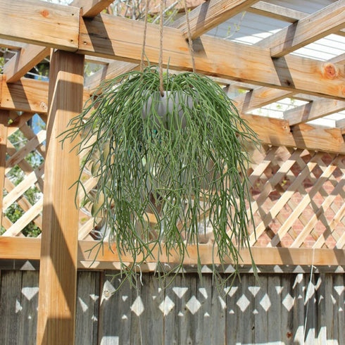 Artificial Hanging Plants Fake Greenery Succulent Potted Plant Ceramic Planter for Home Wall Indoor Outdoor Decor