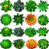 16 Pieces Cactus Succulent Refrigerator Magnets Plant Fridge Magnets Funny 3D Resin Stickers for Office Kitchen House