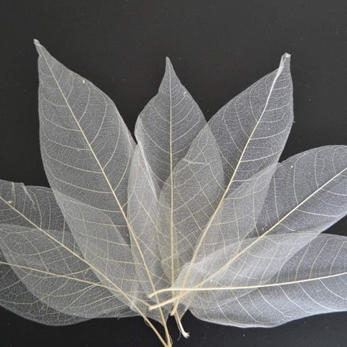 SPDD 100pcs Natural Magnolia Skeleton Leaf,Magnolia Leaf Dried Leaves Samples for Card Scrapbook Embossing DIY Candles Craft Gift