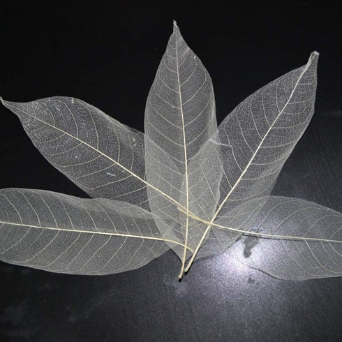 SPDD 100pcs Natural Magnolia Skeleton Leaf,Magnolia Leaf Dried Leaves Samples for Card Scrapbook Embossing DIY Candles Craft Gift