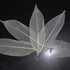 SPDD 100pcs Natural Magnolia Skeleton Leaf,Magnolia Leaf Dried Leaves Samples for Card Scrapbook Embossing DIY Candles Craft Gift