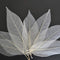 SPDD 100pcs Natural Magnolia Skeleton Leaf,Magnolia Leaf Dried Leaves Samples for Card Scrapbook Embossing DIY Candles Craft Gift