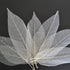 SPDD 100pcs Natural Magnolia Skeleton Leaf,Magnolia Leaf Dried Leaves Samples for Card Scrapbook Embossing DIY Candles Craft Gift