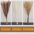 60 Pcs | 15 Pcs White Pampas & 15 Pcs Brown Pampas & 30 Pcs Reed Grass/Natural Dried Pampas Grass for Flower Arrangements Home Decor