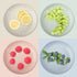 8 Pack Plastic Plates Reusable, OAMCEG 10 Inches Unbreakable Eco-Friendly Lightweight Wheat Straw Plates, Salad Plates, Camping Plates, Dinner Plates, Dishwasher & Microwave Safe, BPA FREE
