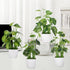 4pcs Small Fake Plants Potted Artificial Mini Greenery Evergreen Lotus Leaf Clover Luau Leaf for Desk Table Home Office Room Bedroom Decoration
