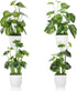 4pcs Small Fake Plants Potted Artificial Mini Greenery Evergreen Lotus Leaf Clover Luau Leaf for Desk Table Home Office Room Bedroom Decoration