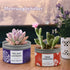 Candles for Home Scented, 100H Long Lasting Aromatherapy Soy Candles Set, Highly Scented & Jar Candles Stress Relief Gifts for Women - 3 Pack 4.6 Oz, Lavender | Orange Blossom | Mahogany Scent Candle