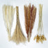 Pampas Grass 80 pcs 17.5 inch Natural Dried Pampas Grass - 15Pcs White Pampas & 15Pcs Brown Pampas & 30Pcs Reed Grass & 20Pcs Bunny Tail Grass,Fluffy stem Bouquet for Home Decor Wedding Boho Decor