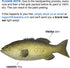 3 Large Artificial Fish- 12 to 16 in - Premium Quality - Realistic Fake Fish - Best Looking Real Fish Perfect for Food Display or Food Photography Prop - Flexible Foam Material