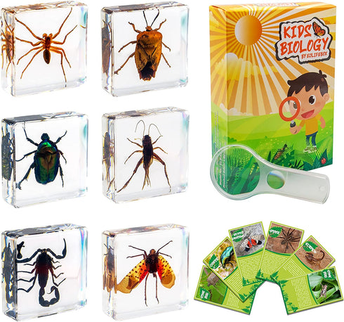 EJLIFEBOX 6 PCS Insect Specimen Set, Spider/Scorpion/Cricket/Flower Chafers/Stink Bug/Spotted Lanternfly Resin Collection Science Toys