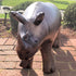 Rhino Inflatable Animal Baby White Rhinoceros wild life 36 inches party decoration stuffed animal photo prop by Jet Creations AN-RHINO