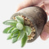 SOPHSEAG Small Artificial Succulent Plants Artificial Potted Faux Plant Decor, Mini Fake Succulent Plants Arrangement Decorations for Office Home Shelf Desk, in Rustic Textured Pulp Pots (Set of 5)