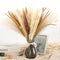 Pampas Grass Dried Pampas for Home Kitchen Decor, 17inch Natural Dried Pampas Grasss Decor Small Fluffy Pampas Bouquet Reed Grass Plant Boho Room Decor for Flower Arrangement (65Pcs)
