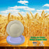 Wheat Straw Plates Set of 6, Unbreakable Plate Set with 2 Loofah Dish Sponges, Lightweight Great for Party / Picnic / Camping / BBQ / Pizza, BPA-Free, Microwave-Safe (6 Colors, 10 inches)