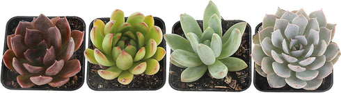 Costa Farms Succulents Fully Rooted Live Indoor Plant, 2.5-Inch Echeveria, in Grower's Pot