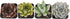 Costa Farms Succulents Fully Rooted Live Indoor Plant, 2.5-Inch Echeveria, in Grower's Pot