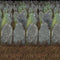 Beistle Graveyard Backdrop, 4' x 30'