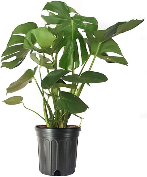 American Plant Exchange Split Leaf Philodendron Monstera Deliciosa Live Plant, 3 Gallon, Green