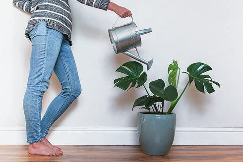 American Plant Exchange Split Leaf Philodendron Monstera Deliciosa Live Plant, 3 Gallon, Green