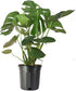 American Plant Exchange Split Leaf Philodendron Monstera Deliciosa Live Plant, 3 Gallon, Green