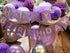 Birthday Party Decorations for Women Purple Silver Happy Birthday Banner Purple Silver Latex Balloons Polka Dot Paper Fans/Girl Purple Birthday Decorations for Women 30th/40th/50th/60th Purple Birthday Party Decorations