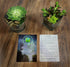 TerraGreen Creations Succulent Planter Kit - Terrarium Kit with Succulent Soil, Gravel, Pebble, Moss, Horticulture Charcoal, Terrarium Supplies For Fairy Gardens, or Cactus - Create Your Own Terrarium