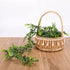 COCOBOO 5 Packs 30ft Faux Eucalyptus Garland, Artificial Vines Eucalyptus, Green Greenery Garlands for Wedding Arch Decor Boxwood Backdrop, Table, Outdoor, 6 Feet Each