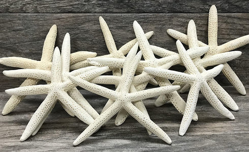 Starfish Decor - 10 White Finger Star Fish 6-8 Inch - Starfish for Crafts - White Starfish Wall Décor - Beach Wedding Starfish - Beach Starfish Décor - Star Fish Decorations