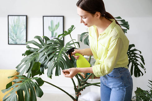 American Plant Exchange Split Leaf Philodendron Monstera Deliciosa Live Plant, 3 Gallon, Green