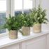 SUNJOYCO 3 Pack Mini Fake Plants, Artificial Potted Plants Faux Greenery Eucalyptus Rosemary Plants for Home Office Table Desk Shower Kitchen Shelf Bedroom Bathroom Decoration Indoor Outdoor Decor