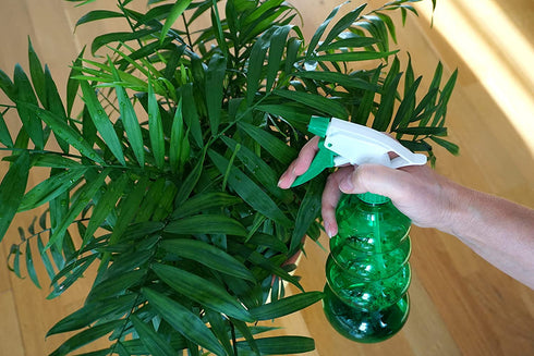 American Plant Exchange Chamaedorea Elegans Parlour Palm Live Indoor Houseplant, 6" Pot, Light Green Air Purifier