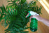 American Plant Exchange Chamaedorea Elegans Parlour Palm Live Indoor Houseplant, 6" Pot, Light Green Air Purifier